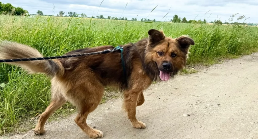 Scooby szuka domu. Mały niedźwiadek z ogromnym sercem