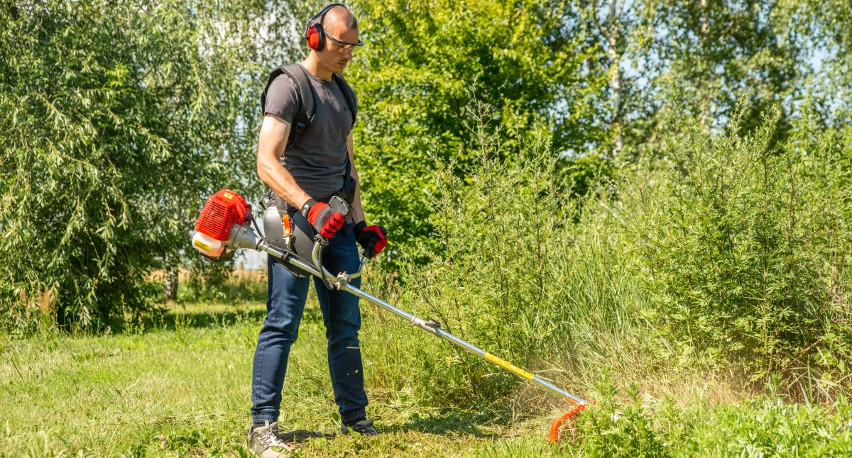 Rośliny ozdobne, które świetnie radzą sobie z suszą