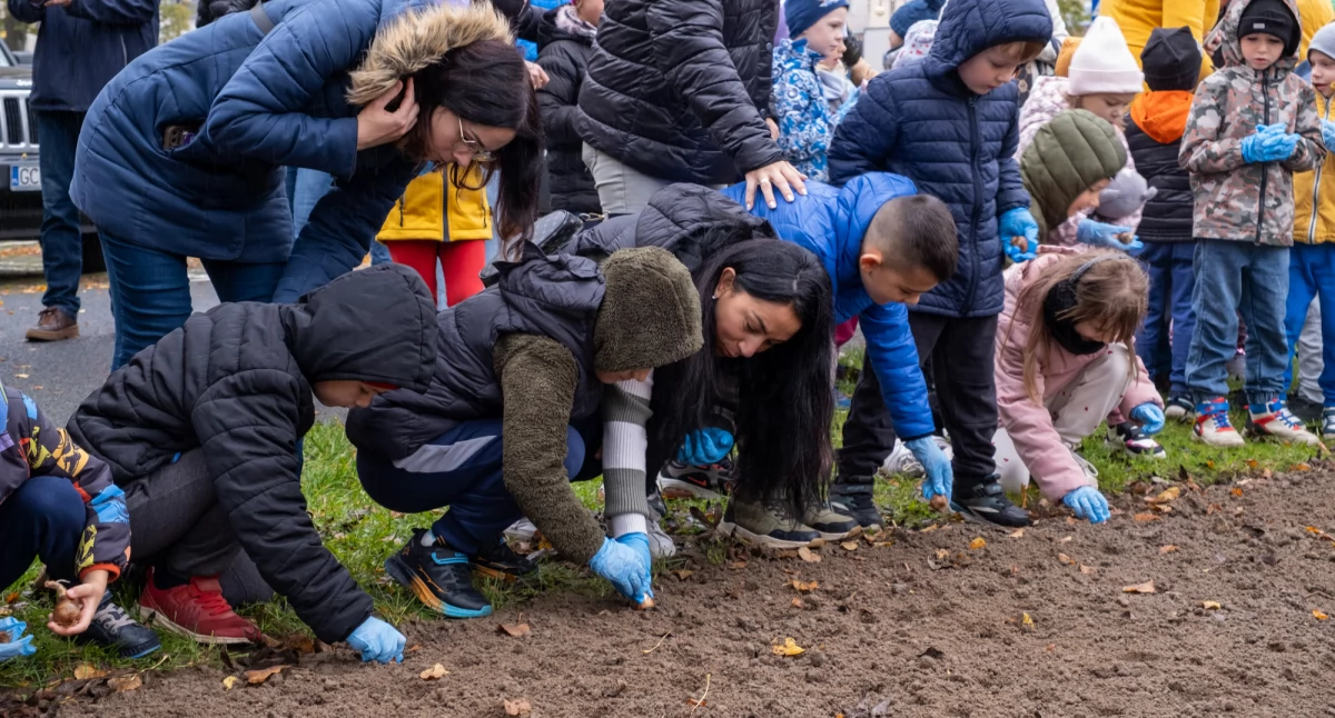 Żonkile nadziei zakwitły w Chojnicach – wspólne sadzenie w ramach kampanii „Pola Nadziei”