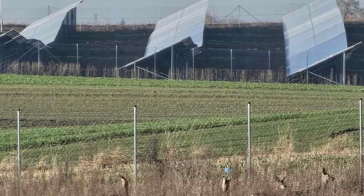 Interwencja w sprawie saren w Klawkowie – zwierzęta bezpieczne, ale sytuacja była poważna