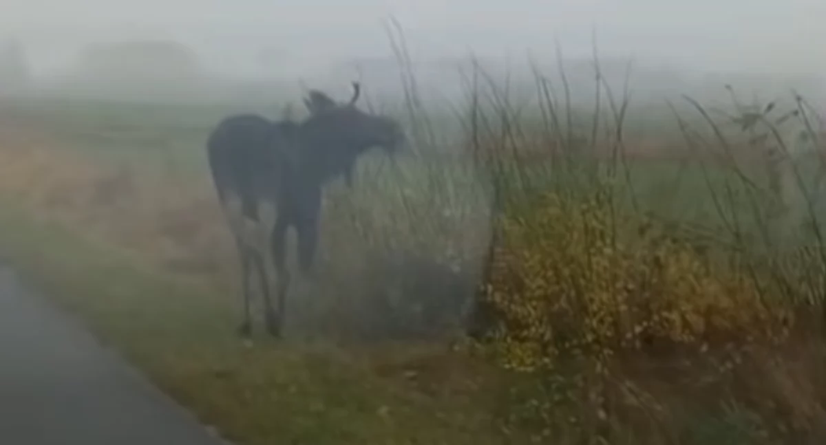 Łoś między Chojniczkami a Charzykowami. Wicewójt apeluje o ostrożność