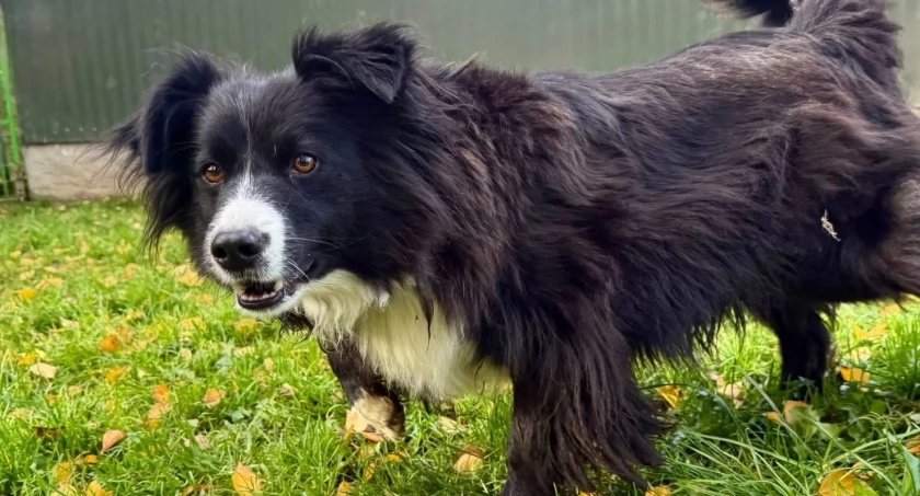 Benek - wyjątkowy psiak w typie border collie szuka swojego spokojnego świata