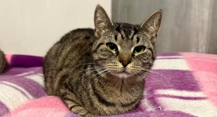 Cześć, jestem Nevil! 