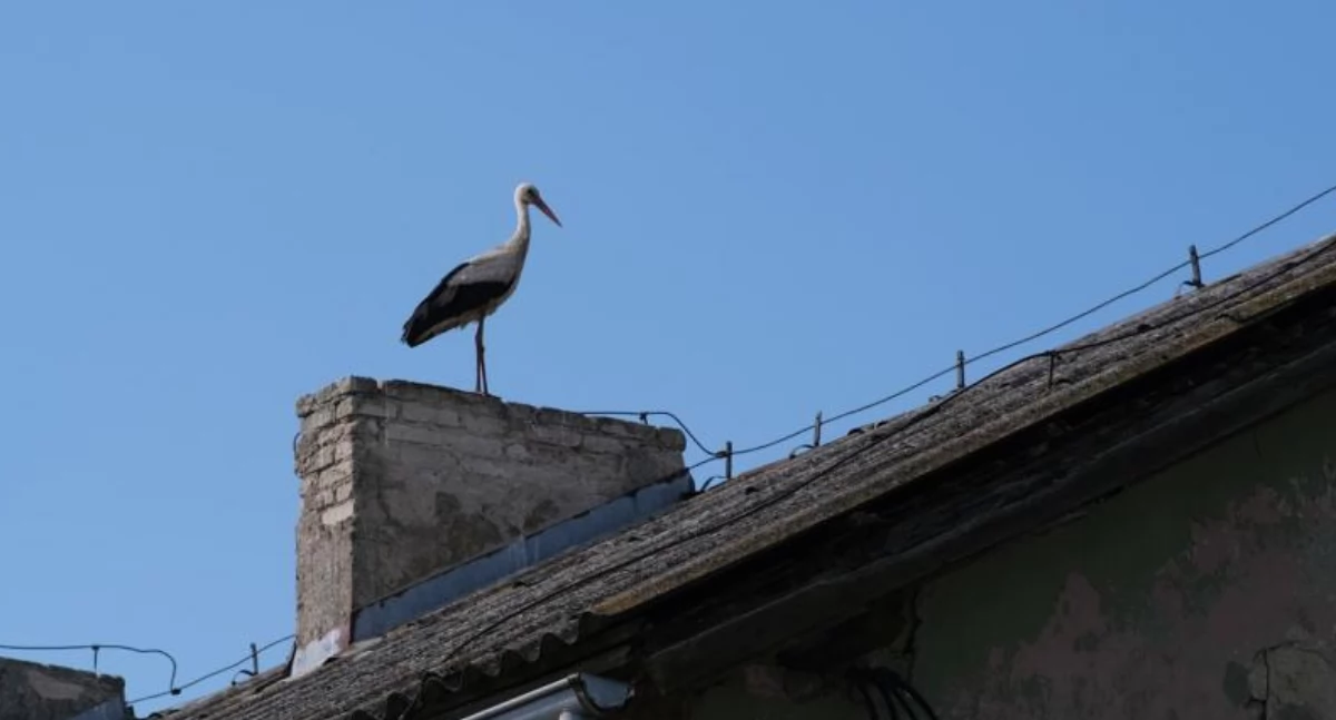 Bociany omijają Chojnice? Twarde liczby mówią same za siebie