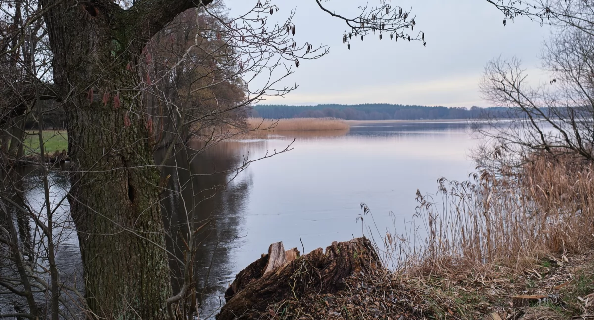 Zaborski Park Krajobrazowy zaprasza na spacer ornitologiczny wokół Jezioro Witoczno