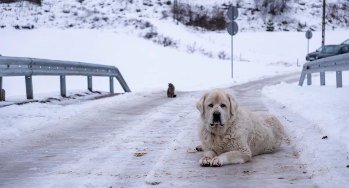 Silny mróz w Chojnicach i w całym regionie. Na północnym wschodzie nawet poniżej −19°C