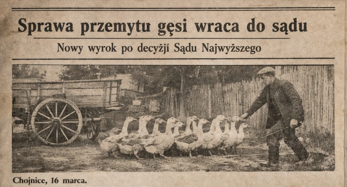 Sprawa przemytu gęsi wraca do sądu. Nowy wyrok po decyzji Sądu Najwyższego