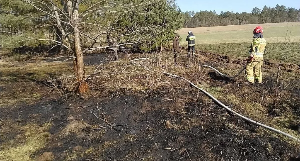 Strażacy gasili pożar traw w Żukowie. Na miejscu kilka jednostek