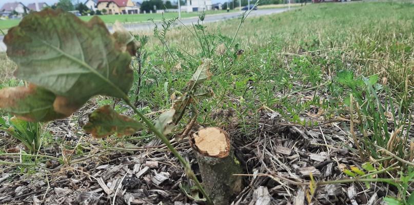 Nie wytrzymały ciepła i wandali
