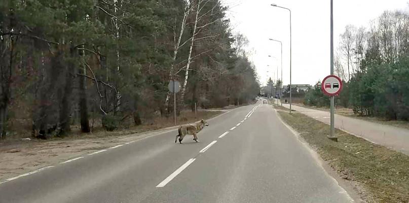 Zmotoryzowani zaskoczeni, a wilk przestraszony