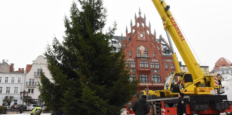 Choinka jest stawiana na chojnickim rynku (FOTO)