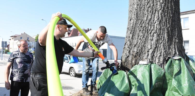 Sporne drzewo dostało wreszcie wodę (FOTO)