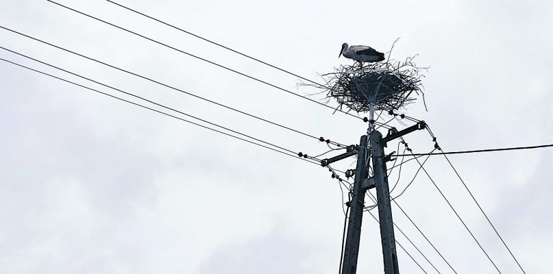 Bociany urządzają się na nowo