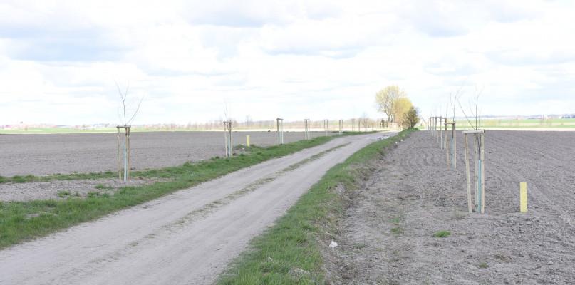Lipy już posadzone, ale nie przez wolontariuszy