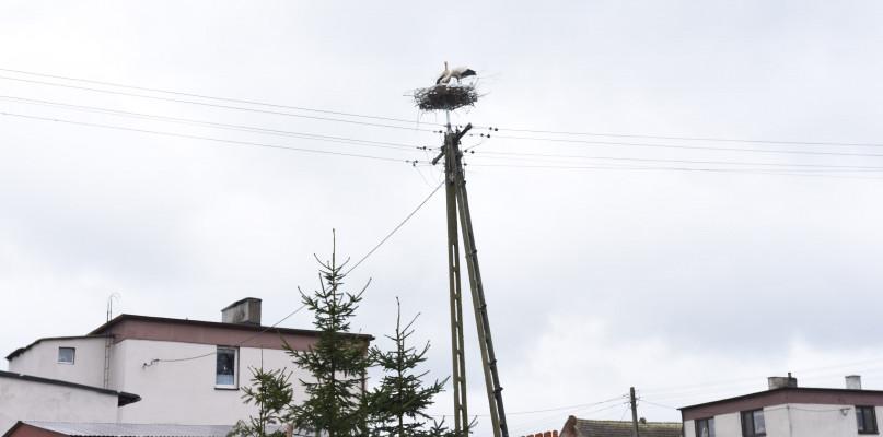 Bociany wróciły do nowego gniazda