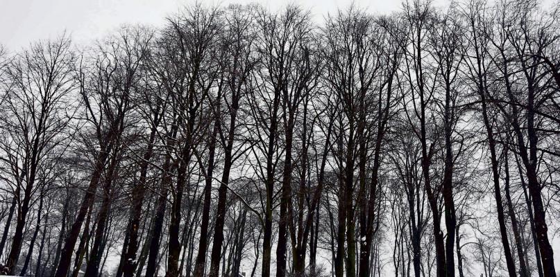 Ptasie kupy to niekończąca się historia