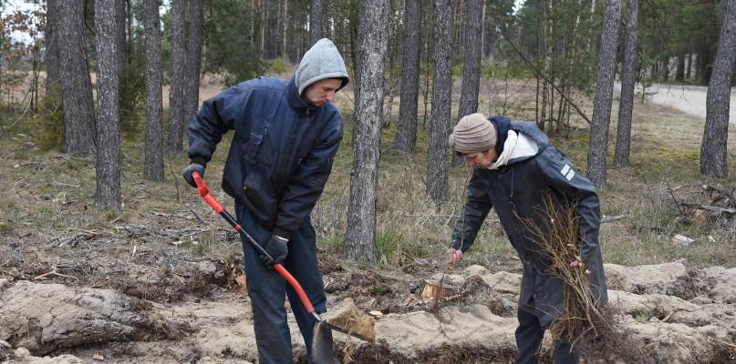 Sadzenie drzewek w Męcikale