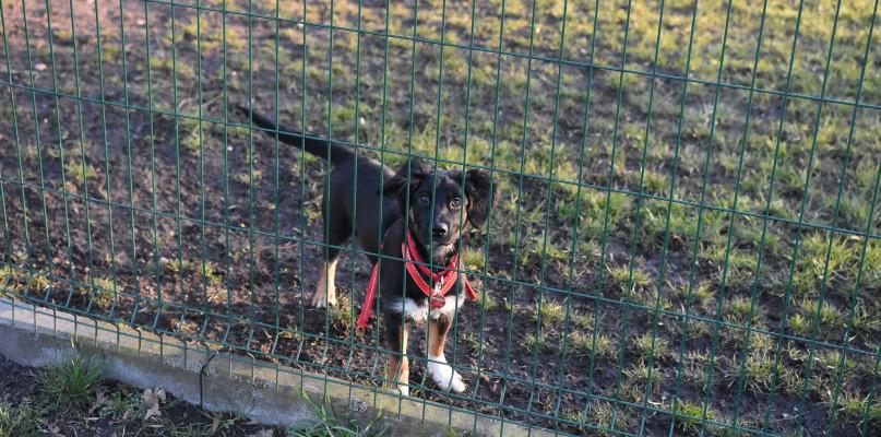   Adopcje w 