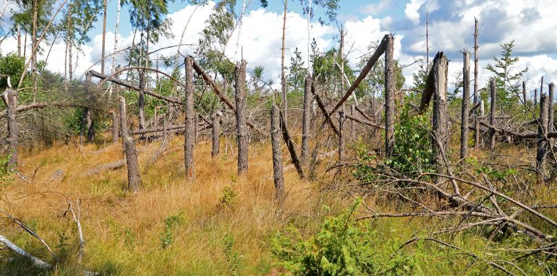 Dwa lata od nawałnicy. Jak teraz wyglądają nasze lasy? (GALERIA)