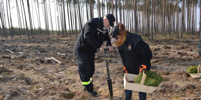 Akcja sadzenia lasu w Nadleśnictwie Czersk (Galeria)