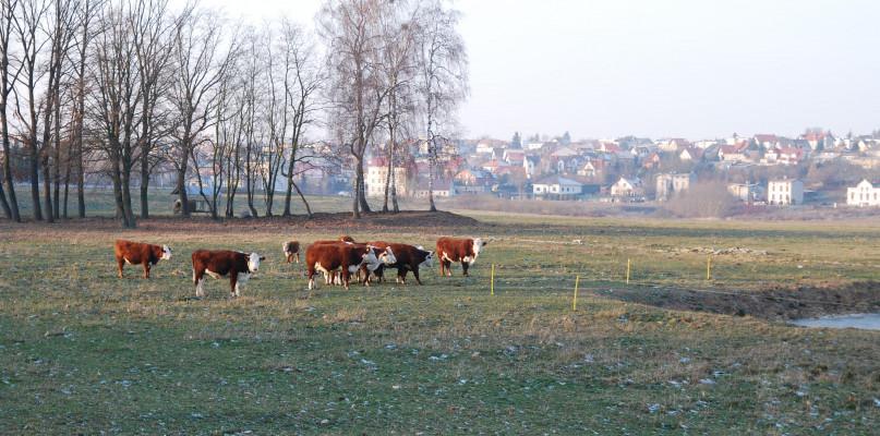 Bydłu nie dzieje się żadna krzywda