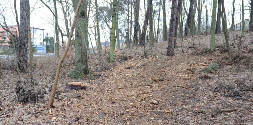 Nasadzenia w lasku będą na wiosnę ANKIETA