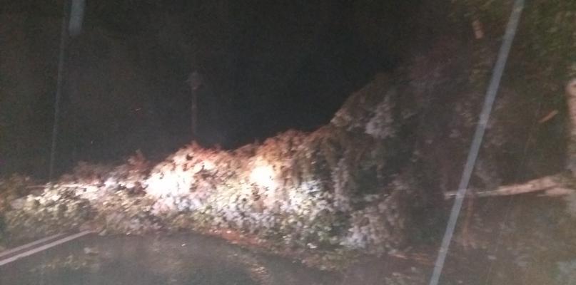 Nawałnice nad całym regionem. Powalone drzewa na ulicach