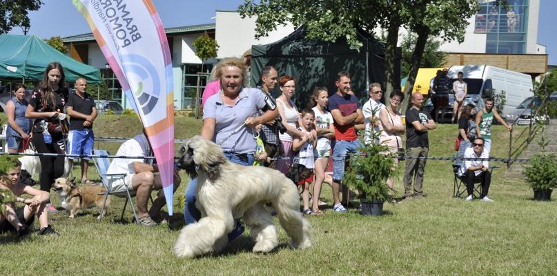 Chojnicka wystawa psów rasowych (GALERIA)