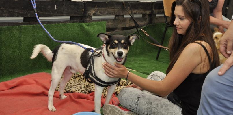 Akcja promująca adopcję przed chojnickim marketem (FOTO)