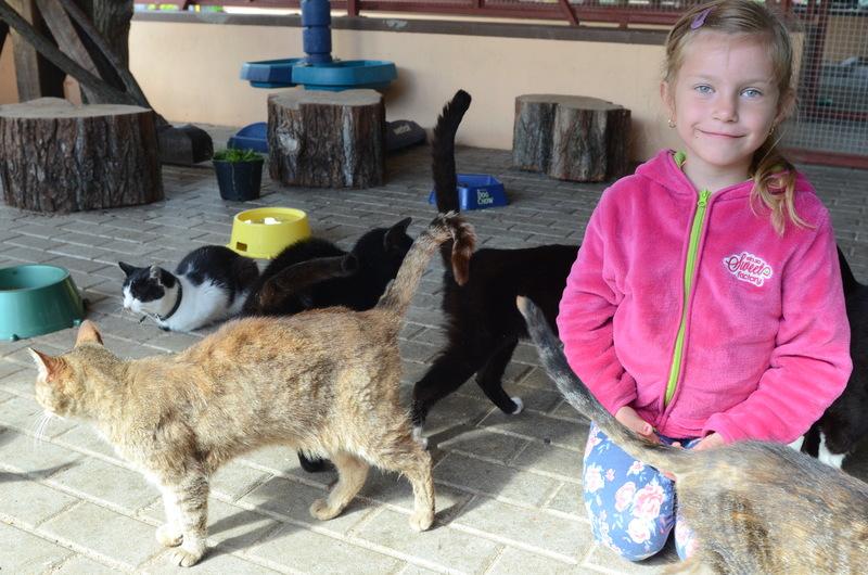 Wyremontowane kociarnie w chojnickim schronisku (FOTO)