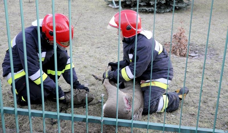 Lekarz i strażacy uratowali sarnę (FOTO)
