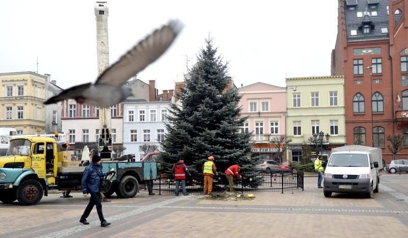 Choinka już stoi na środku rynku w Chojnicach