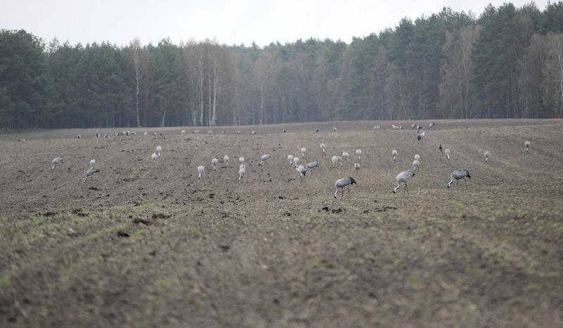Zwierzęta niszczą uprawy