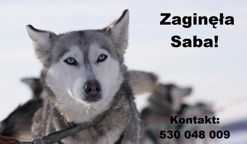 Właściciele poszukują zaginionego psa