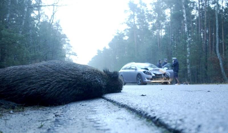 Zderzenie z dzikiem na drodze z Czerska do Śliwic (FOTO)