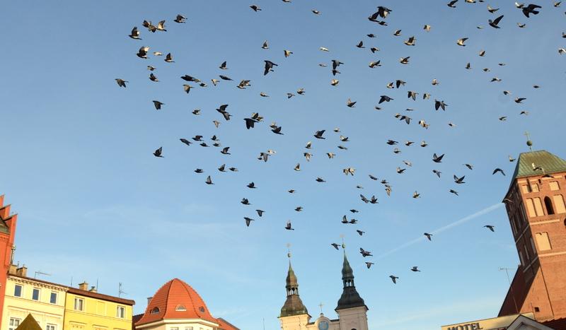 Myślą o zakazie dokarmiania gołębi