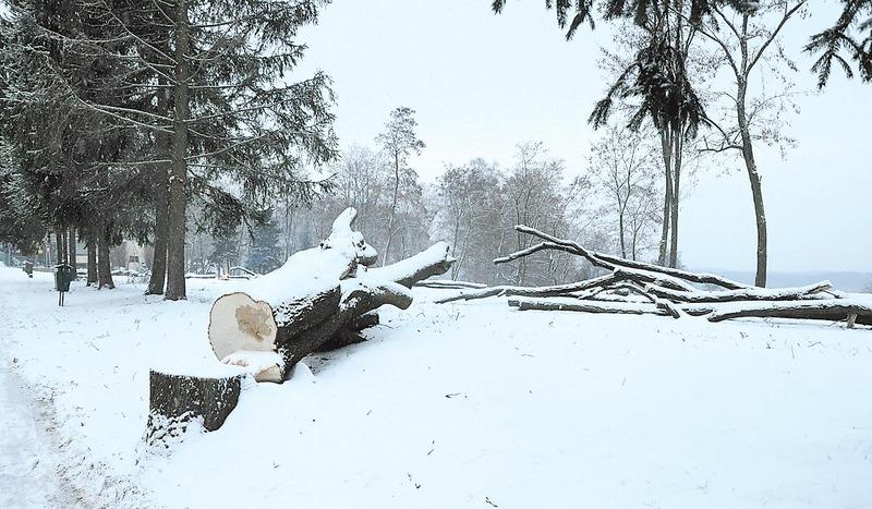 Dlaczego wójt wycina drzewa?