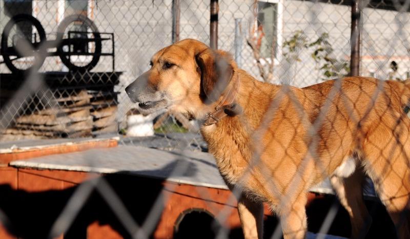 Gmina Chojnice da więcej pieniędzy za adopcję psa