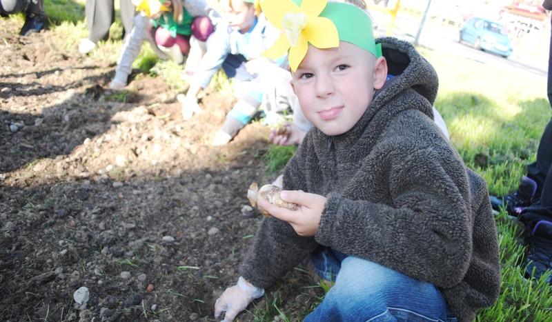 W Chojnicach będą sadzić żonkile