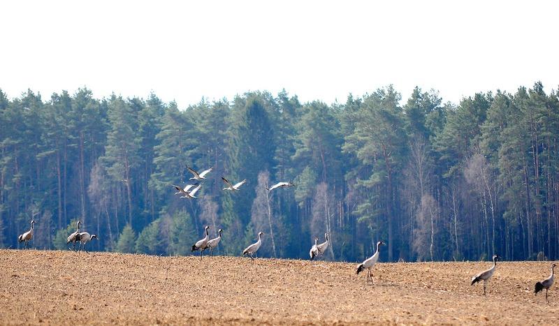 Żurawie mają się dobrze. Stadami wyjadają zasiewy