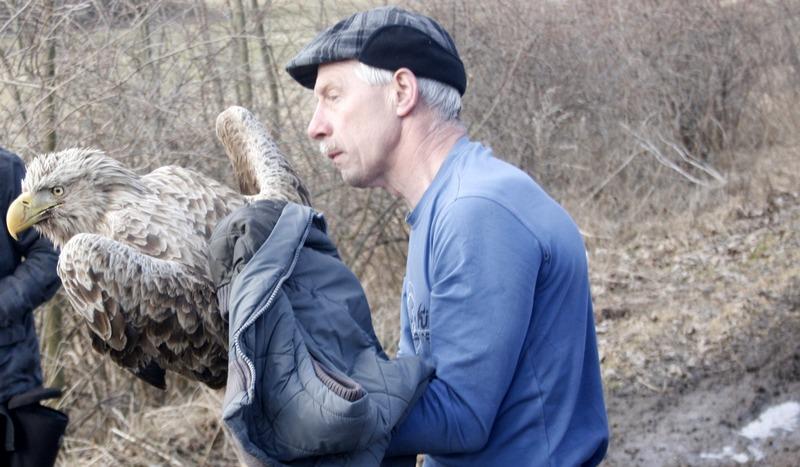 Uratowali drapieżnego ptaka