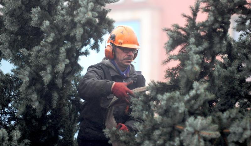 Choinka już jest na chojnickim rynku (FOTO, VIDEO)