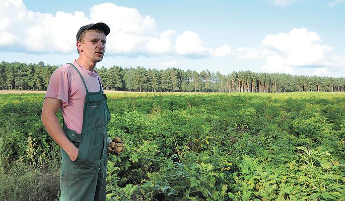 Ziemniaki udadzą się  na słabej ziemi