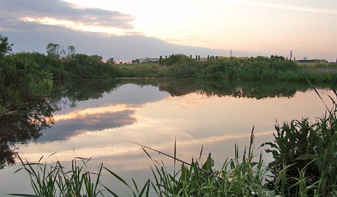 Ryba zagrożona wyginięciem  w śródpolnym oczku wodnym  na terenie Chojnic