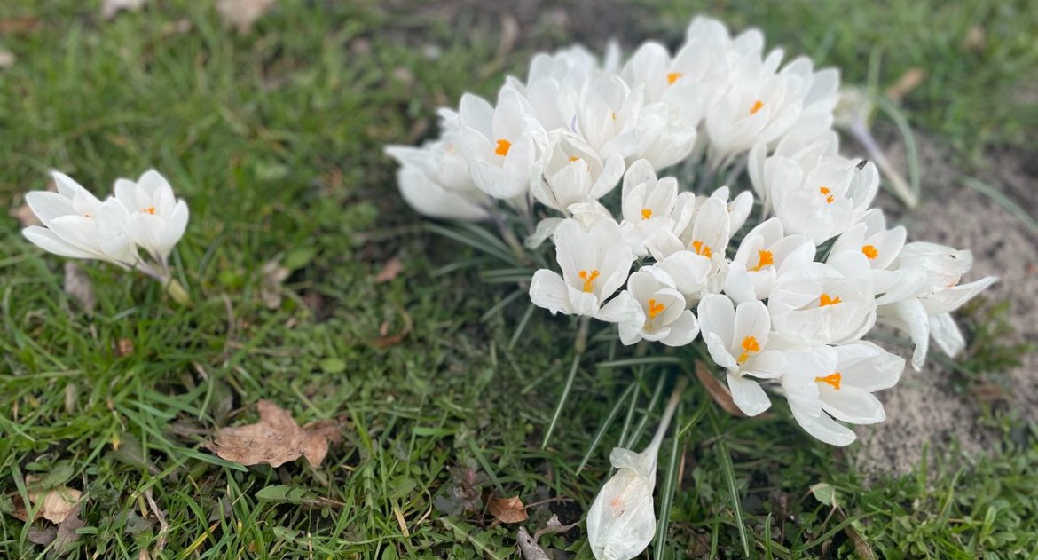Setki krokusów! Widzieliście już te piękne kwiaty w Chojnicach?
