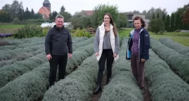 Lawenda na plantacji w Ostrowitem pachnie nawet w październiku