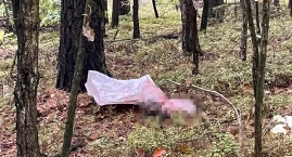 Rodzina znalazła w lesie zmasakrowane zwłoki zwierzęcia