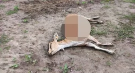 Już wiadomo co zagryzło stado kóz w Lichnowach