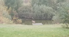 Rysie zapuszczają się w Bory Tucholskie