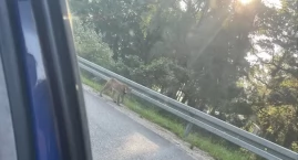Ryś w Drzewiczu. Skąd przychodzą do nas te koty?